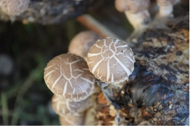 食用菌.png 食用菌.png