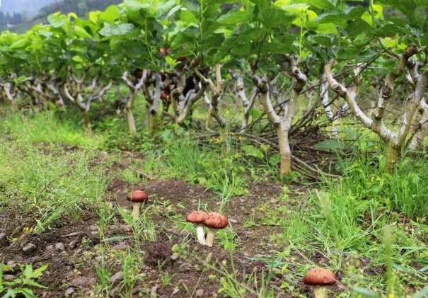 林下经济的2.png 林下经济的2.png