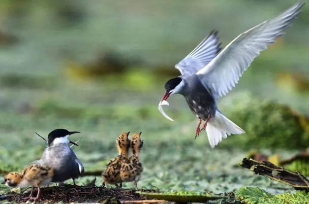 生物多样性保护的33.png 生物多样性保护的33.png