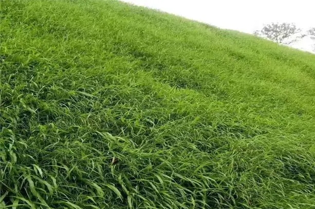 山西种草改良.png 山西种草改良.png