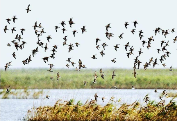 候鸟迁飞.png