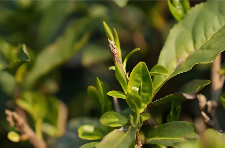 广西在北京举行“早春第一茶.png 广西在北京举行“早春第一茶.png