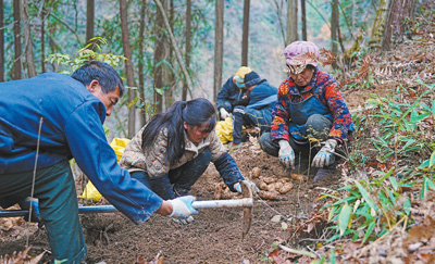 重庆市城口县发展林下天麻种植。.jpg