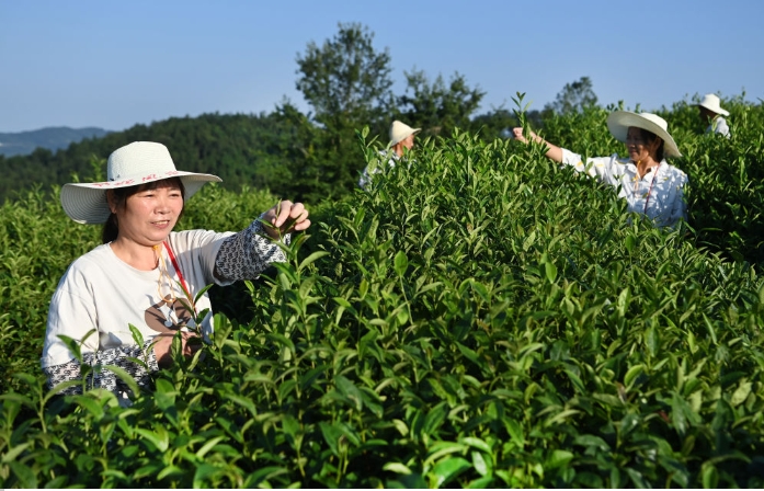 蒋家坪村民在采摘茶叶。.png