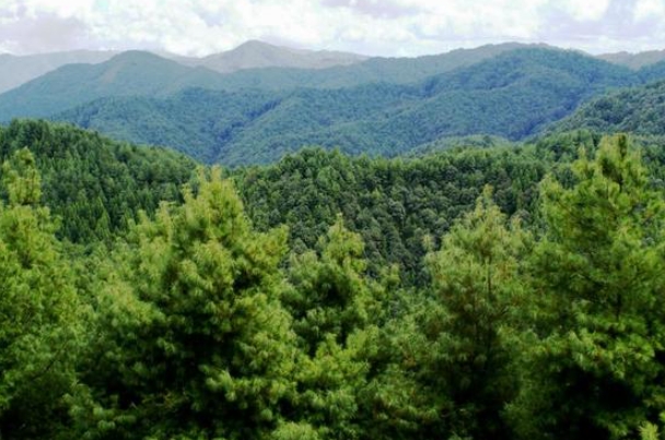 云南省树林2.png 云南省树林2.png