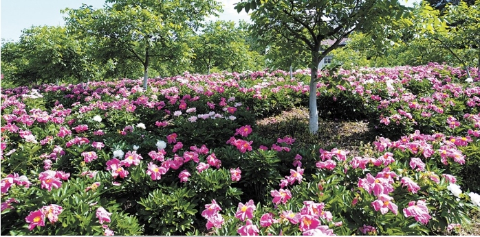 柏林沟镇长岭村核桃+芍药复合.png