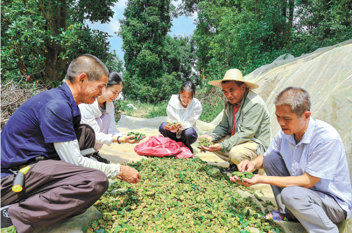 广西梧州岑溪市安平镇纯塘村农民在晒场分拣、.png