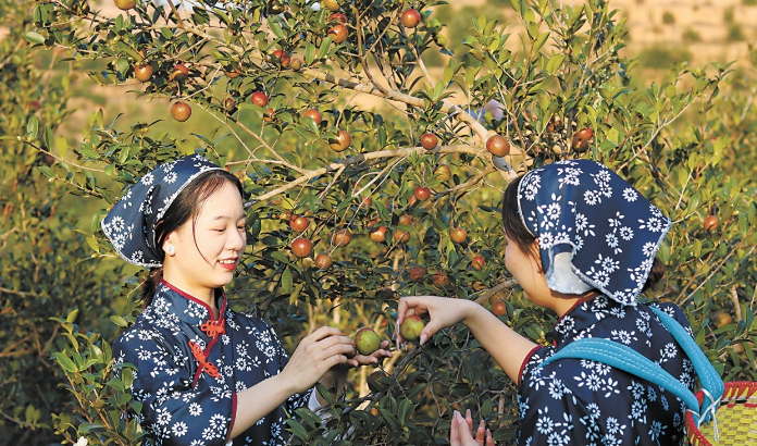 采摘油茶.png 采摘油茶.png