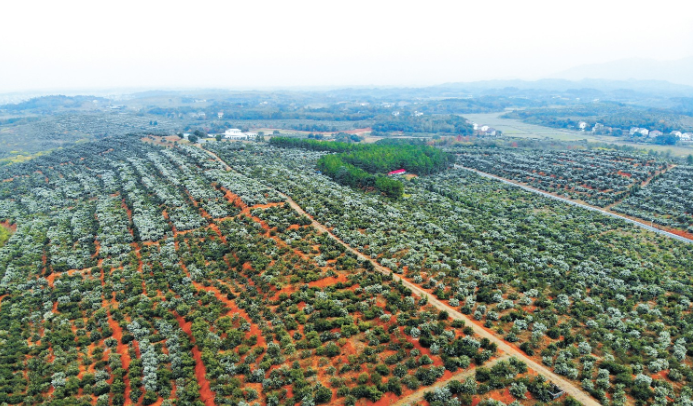 油茶种植基地.png 油茶种植基地.png