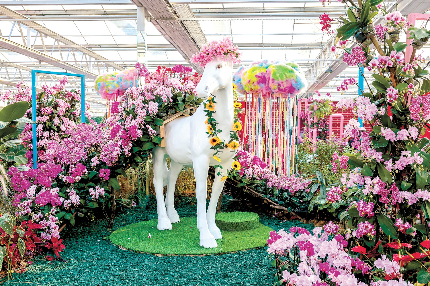 “马·兰花” 何建勇摄.jpg