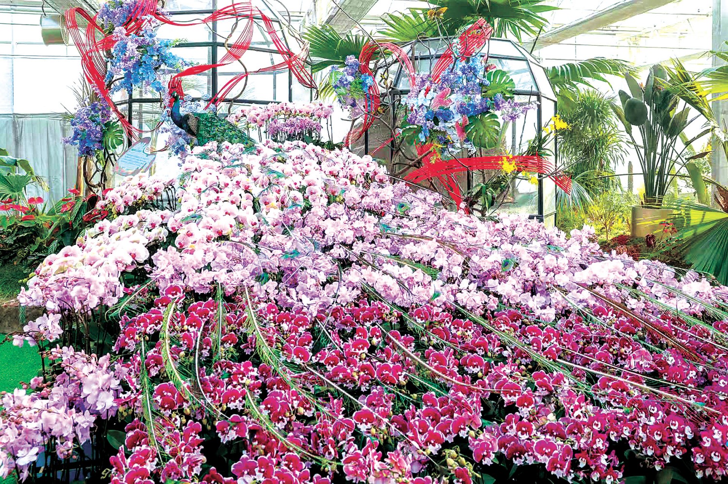 “孔雀花语” 何建勇摄.jpg