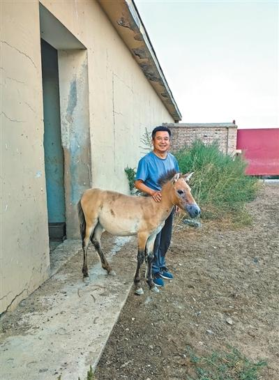 杨建明在照顾普氏野马小.png 杨建明在照顾普氏野马小.png