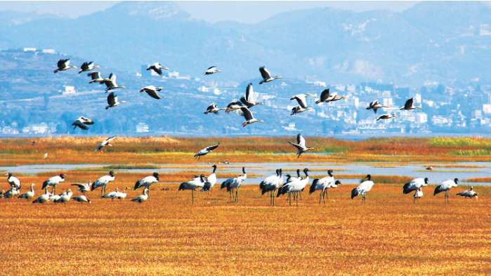 威宁草海鸟的天堂 何欢摄.png