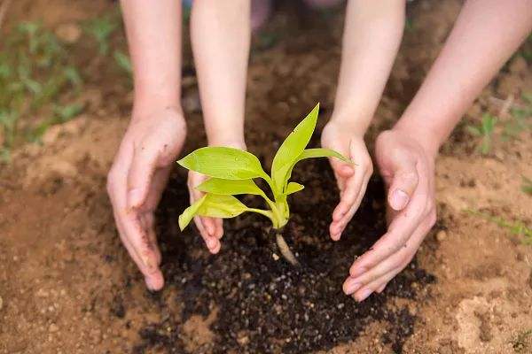 植树.jpg 植树.jpg