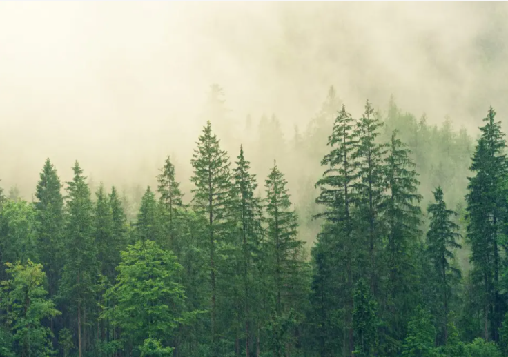 山林间.png 山林间.png