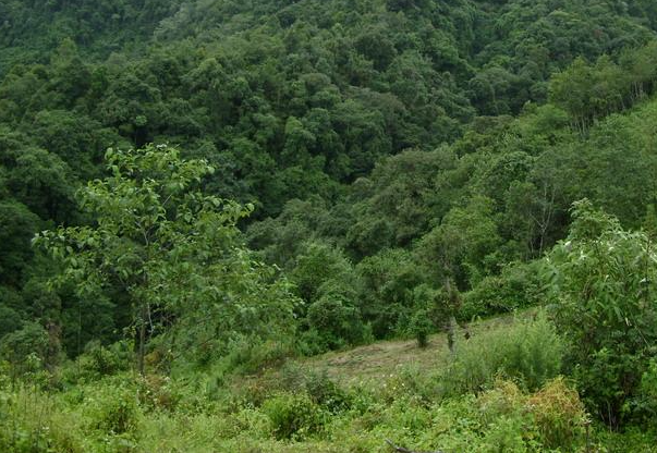 云南开展“林地.png 云南开展“林地.png