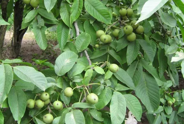 核桃de1.png 核桃de1.png