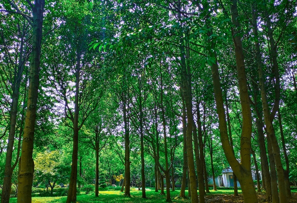 林长制1.png 林长制1.png