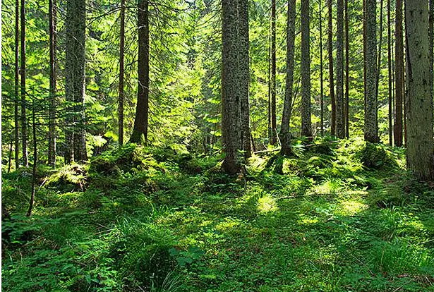 树林的8.png 树林的8.png