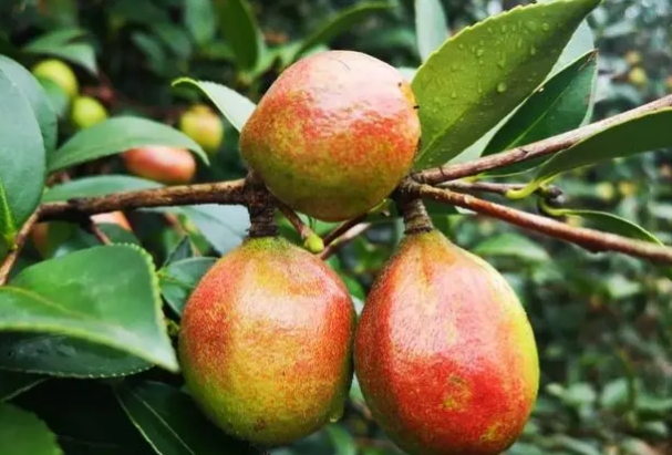 森林“粮库”的2.png 森林“粮库”的2.png