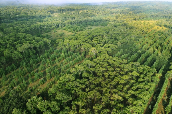 “三北”工程333.png “三北”工程333.png