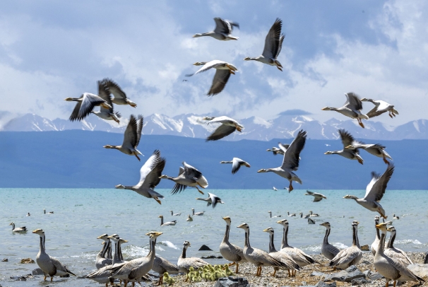 青海湖鸟类.png 青海湖鸟类.png