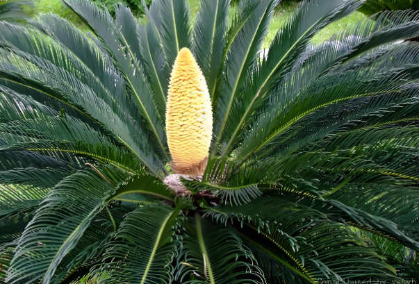 苏铁.png 苏铁.png