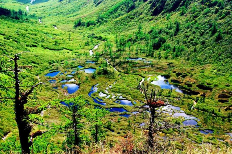 云南高丽6.jpg 云南高丽6.jpg