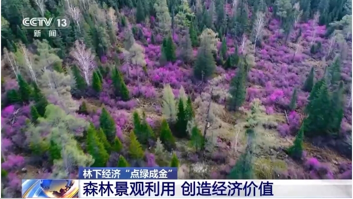 伊春拥有400万公顷山川林海，.png