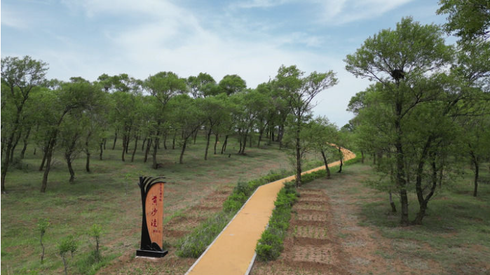 这是右玉黄沙洼种植的“小老杨”.png 这是右玉黄沙洼种植的“小老杨”.png