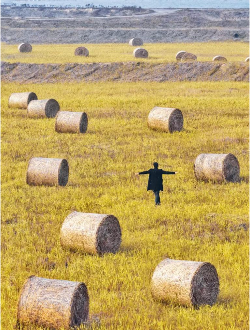 “鸟浪”带火了观鸟区周边的稻草“瑞士卷”。.png “鸟浪”带火了观鸟区周边的稻草“瑞士卷”。.png