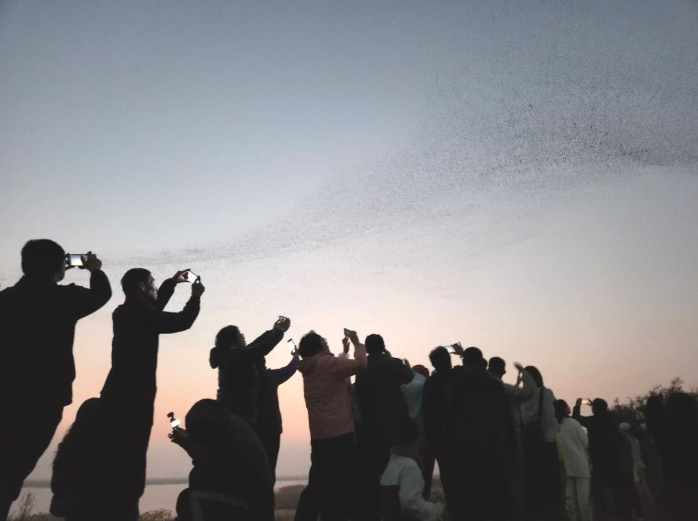 游客在拍摄“鸟浪”奇.png 游客在拍摄“鸟浪”奇.png