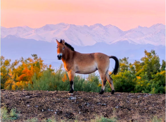 普氏野马。张赫凡摄.png 普氏野马。张赫凡摄.png