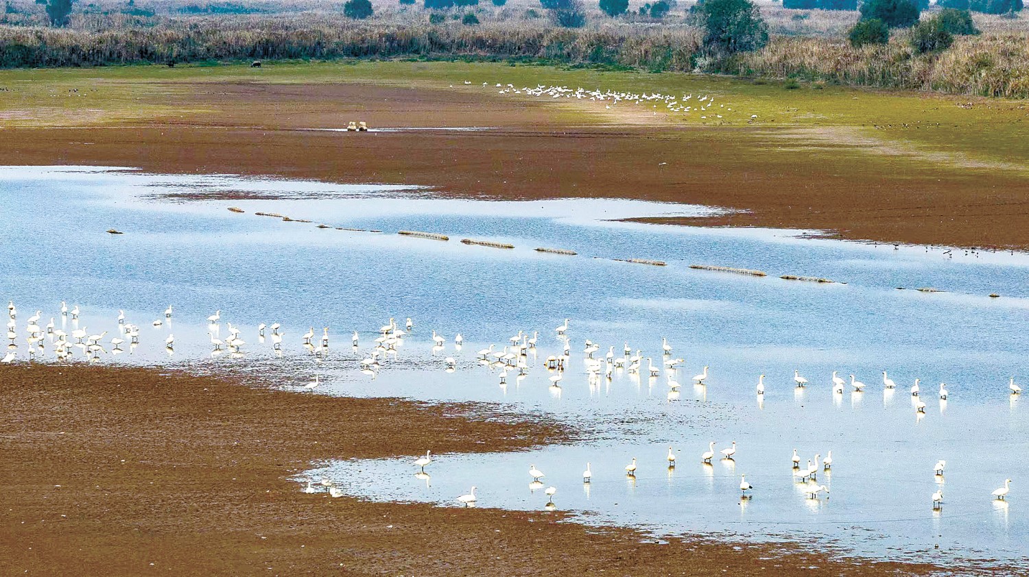成群的小天鹅在湖面浅谈上休息、觅食.jpg 成群的小天鹅在湖面浅谈上休息、觅食.jpg
