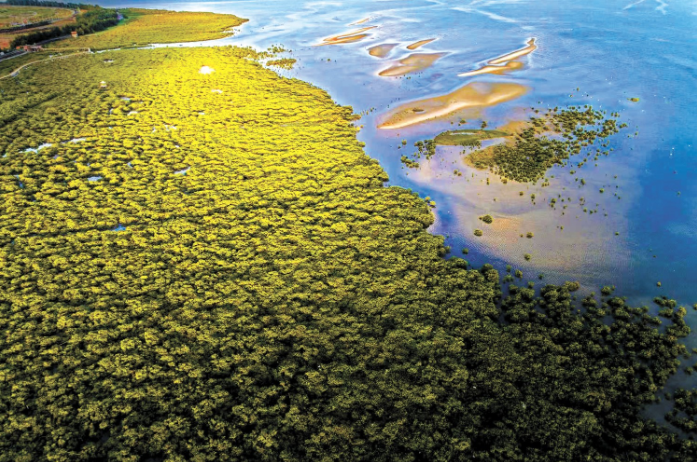 广西北海金海湾红树林湿地.png