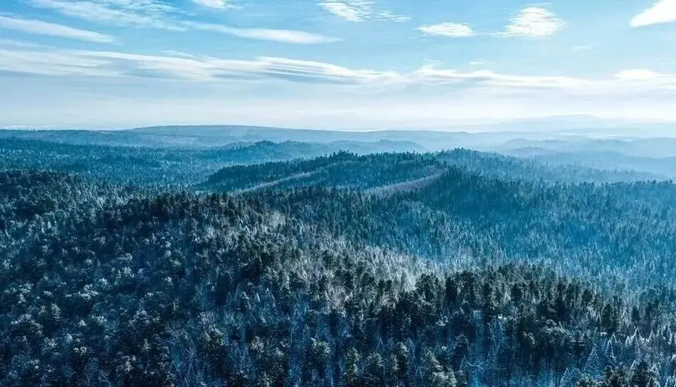 冬日的林海雪原（图.jpg