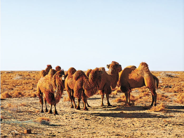 阿拉善左旗牧户牧场骆驼 李.png 阿拉善左旗牧户牧场骆驼 李.png