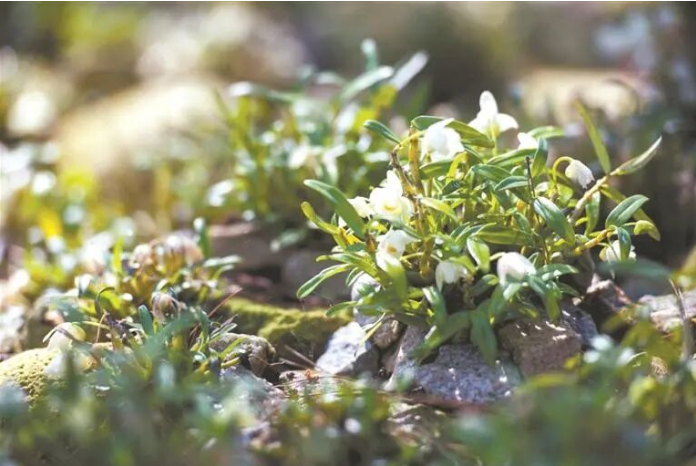 霍山石斛 马.png