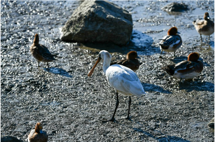 在深圳红树林海滨生态公园,黑脸琵鹭.png 在深圳红树林海滨生态公园,黑脸琵鹭.png