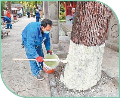 工作人员定期对古树进行涂白.jpg 工作人员定期对古树进行涂白.jpg