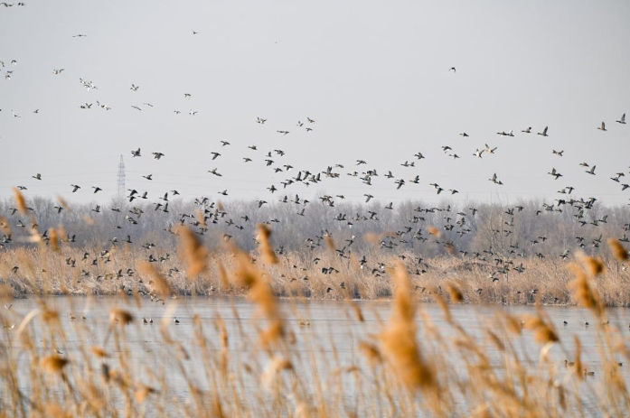 这是2025年2月26日在天津七里海湿地自然保护区拍摄的候鸟。新.png