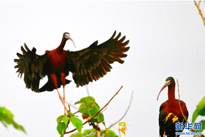 彩鹮再现鄱阳湖畔永修湿地。新华网22.png