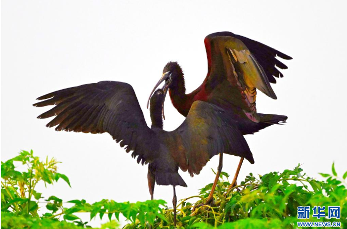 1111彩鹮再现鄱阳湖畔永修湿地。新华网发 王小龙 摄.png