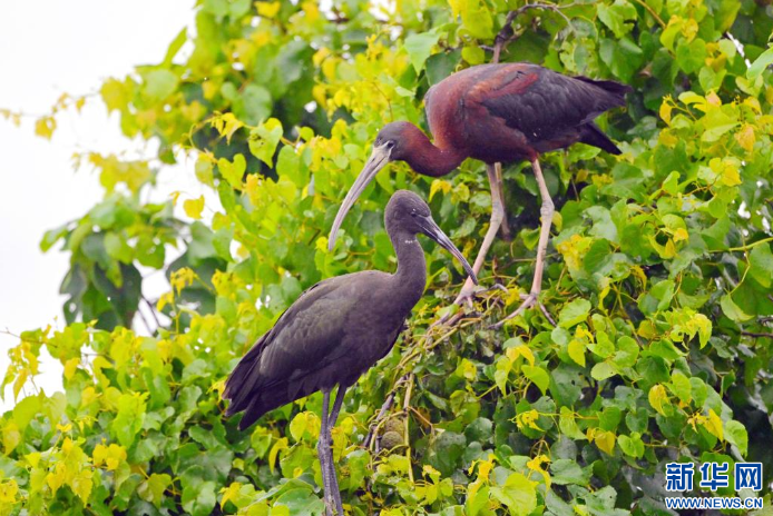 彩鹮再现鄱阳湖畔永修湿地。新华网.png