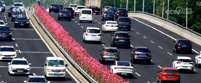 作为北京的市花，月季早已融入城市肌理。.png
