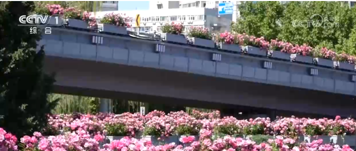 时隔一年，北京的市花月季再次如约绽放。.png