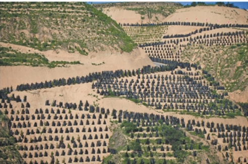 甘肃环县沙地植树治沙成效显著。.png