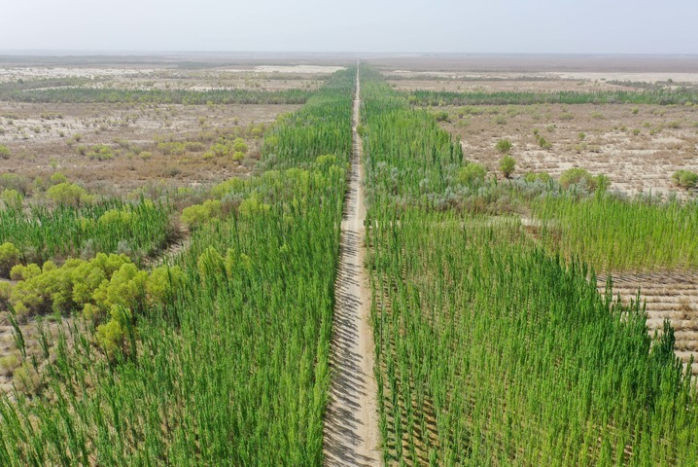 这是新疆喀什地区麦盖提县防风固沙生态林（.png