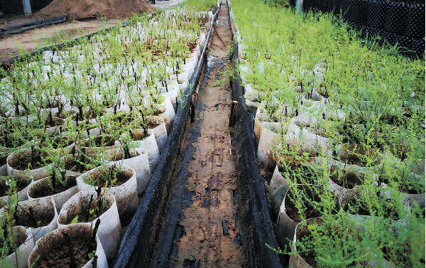 三峡植物园人工繁育的.png 三峡植物园人工繁育的.png
